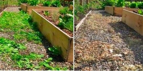 Ubijanje korova sirćetom i solju